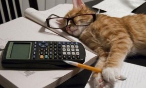 Create meme: the day of accountant, cat accountant, cat at work