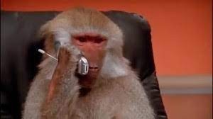 Create meme: smallpox of monkeys, monkey , a monkey with a phone in his hand