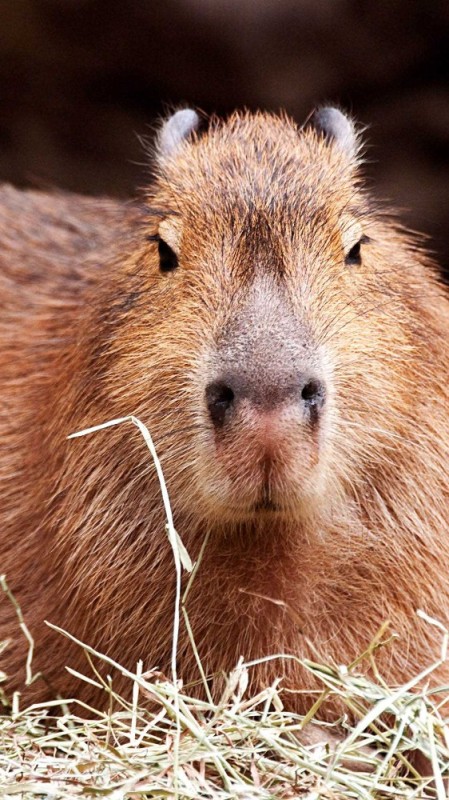 Create meme: Vdovenko capybara, capybara 4k, big capybara guinea pig
