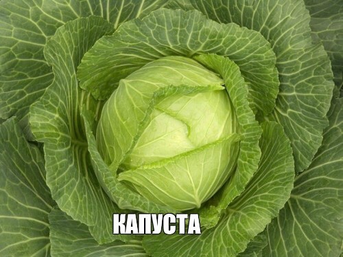 Create meme: cabbage, early cabbage, white cabbage