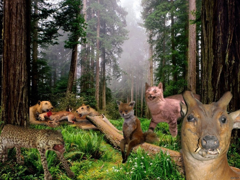 Create meme: inhabitants of the forest, forest with animals, animals in the forest