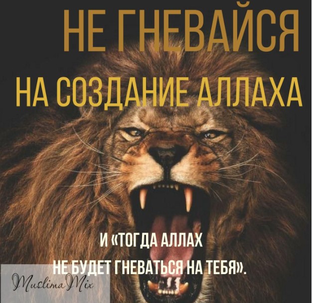 Создать мем: лев в ярости, злые львы, умный лев
