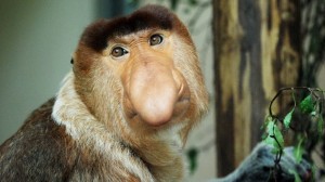 Create meme: the long-nosed monkey, a proboscis monkey, Ramzan Kadyrov