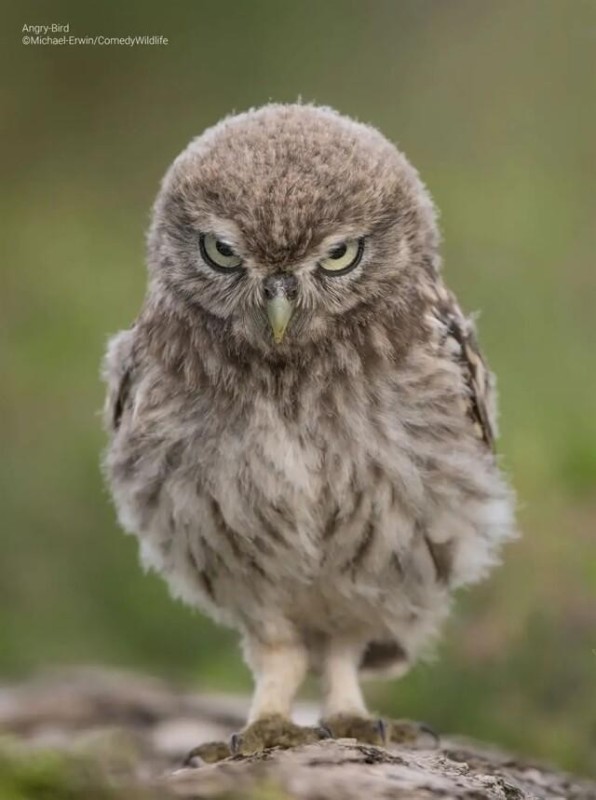 Create meme: owl owl, little owl, little owl