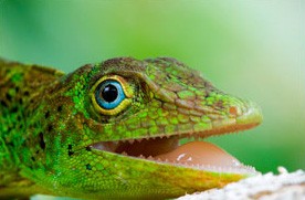 Create meme: green iguana, lizard