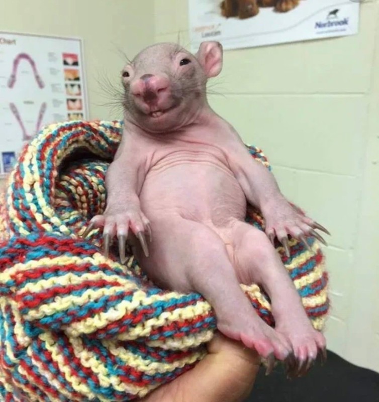 Create meme: bald wombat, the baby wombat, little wombat