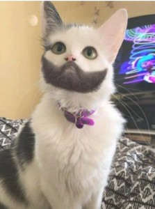 Create meme: unusual colors of cats, unusual cats, cat with a beard