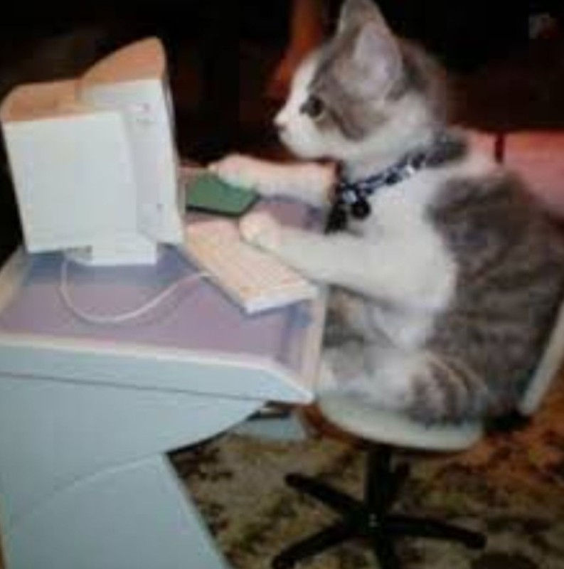 Create meme: cat computer, a kitten at the computer, the cat at the computer