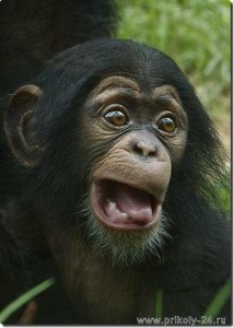 Создать мем: chimpanzee, шимпанзе удивляется, бонобо
