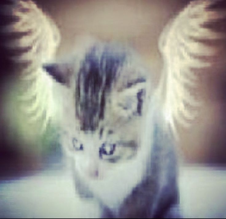 Create meme: little kitten, cute cats , Kitten angel happiness