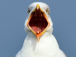 Создать мем: чайка кричит, чайка анфас, чайка с открытым клювом