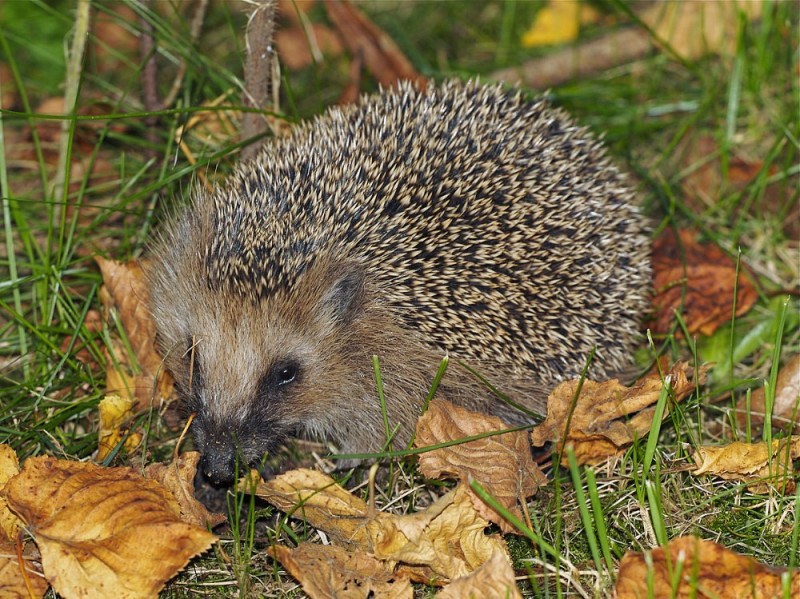Create meme: hedgehog in the autumn forest, hedgehog hedgehogs, ordinary hedgehog