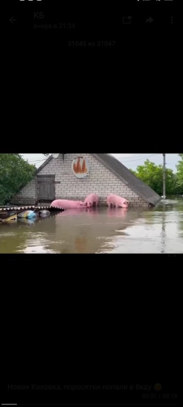 Создать мем: свинья в лодке, свинья в реке, розовый фламинго