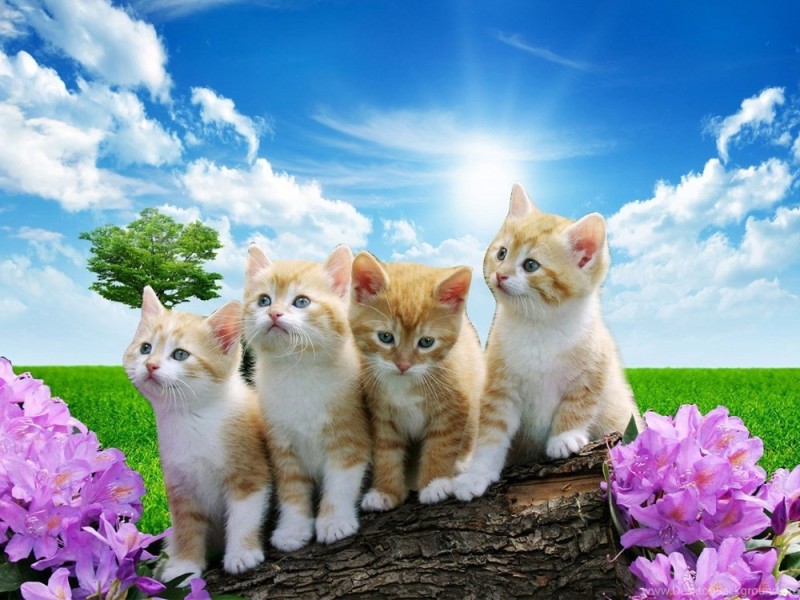 Create meme: four kittens, kittens in nature , kitties 