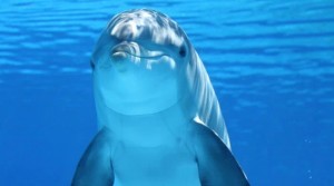 Create meme: animals dolphins, Dolphin