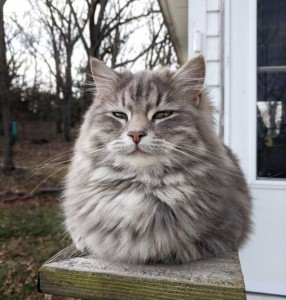 Create meme: cat, Norwegian forest cat