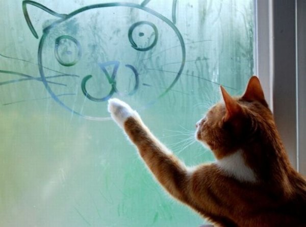 Create meme: day of drawing on fogged glass, morning kitty, cat 