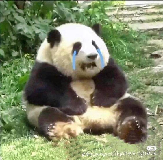 Создать мем: большая панда, panda, панда самец