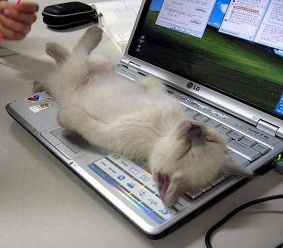 Создать мем: кошка на клаве, кот уработался, котенок с компьютером