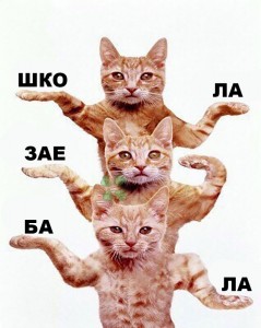 Создать мем: кошка, котэ танцевать, котик танцует
