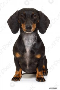 Create meme: the smooth-haired Dachshund, Dachshund, dog Dachshund