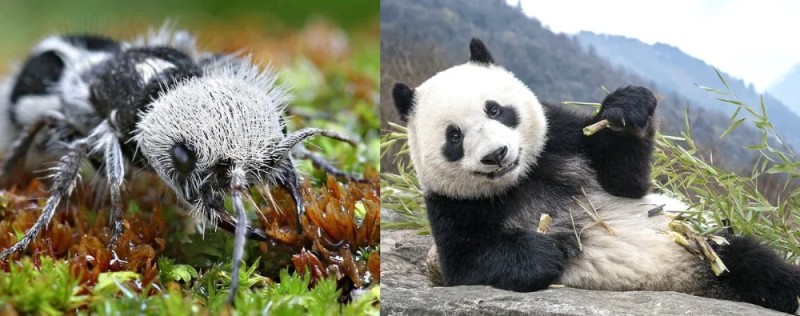 Создать мем: панда, мишка и коала, муравей панда, панда