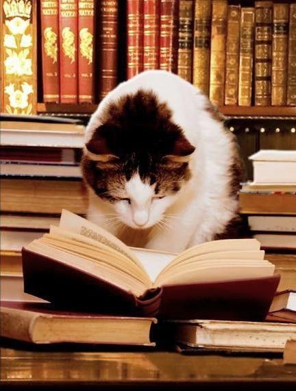 Создать мем: котик литература, кошка читает книгу, читающий кот
