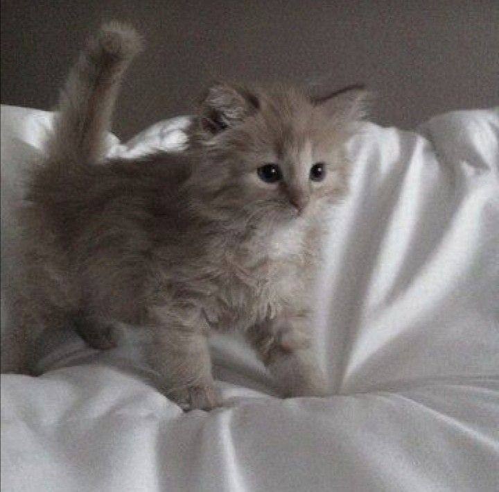 Create meme: kitties , adorable kittens, Persian cat 