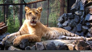 Create meme: liger novosibirsk zoo, ligr, kazan zoo lion