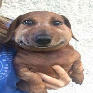 Create meme: dog, animals cute, dog Dachshund