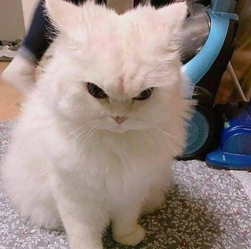 Создать мем: серьезная кошка, очень злой кот, злой белый кот