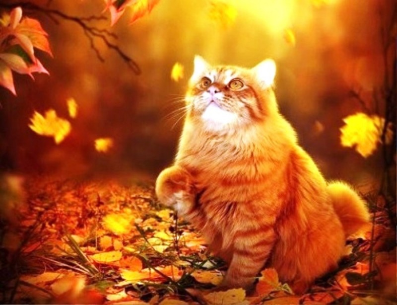 Создать мем: осень котик, рыжий кот осенью, кошка осень