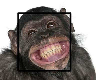 Create meme: the monkey is funny, funny smile, the monkey is smiling