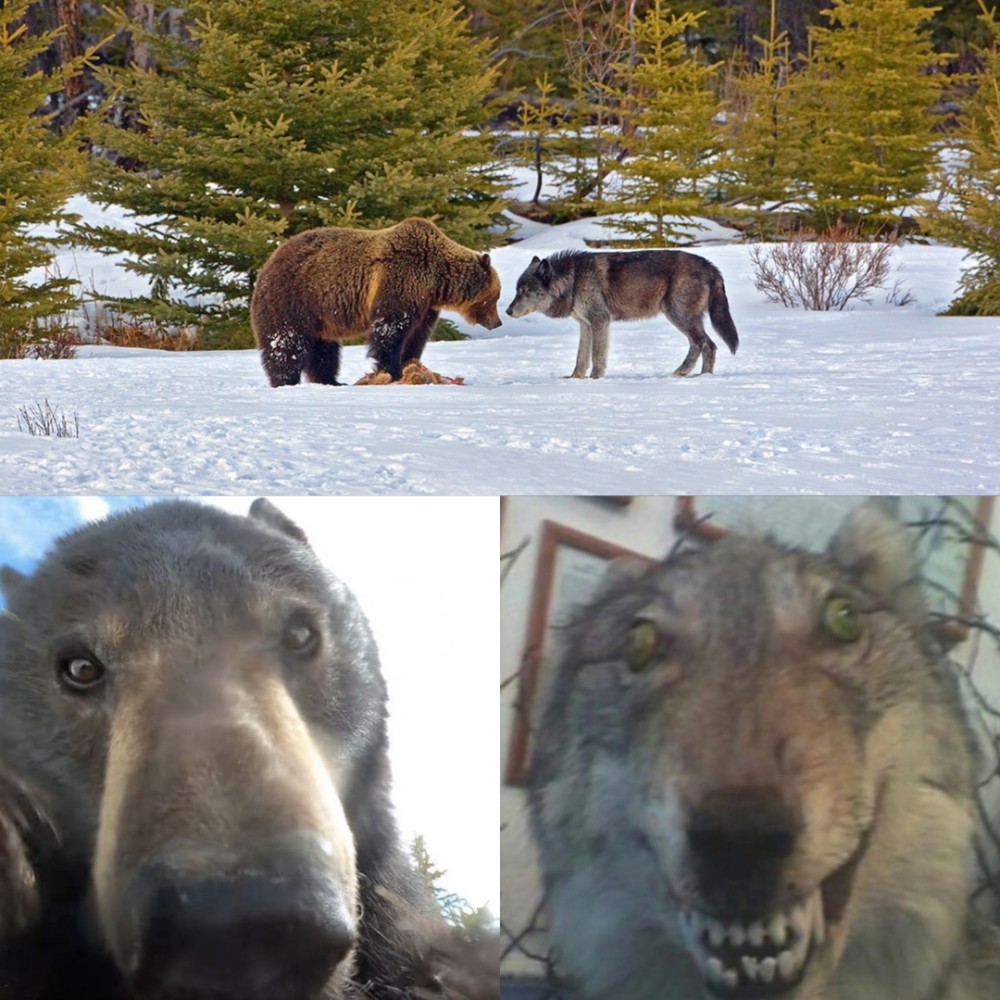 Create meme: bear and wolf, bear in yakutia, memes wolf