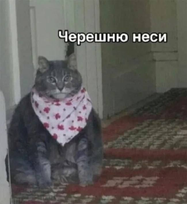 Create meme: the cherries get the cat, the cat in the scarf, a fat cat in a bib