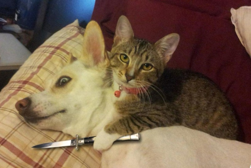 Создать мем: котик пострадает, кот смешной, котик с ножом