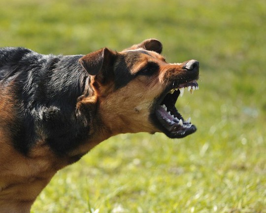 Create meme: sheepdog grin, mad dog, the dog is aggressive