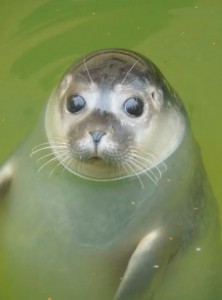 Создать мем: тюлень, маленький морской котик, смешной тюлень
