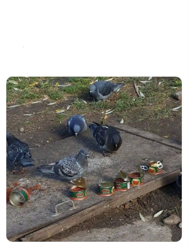 Create meme: dove Caesar, city pigeon, the pigeon is funny