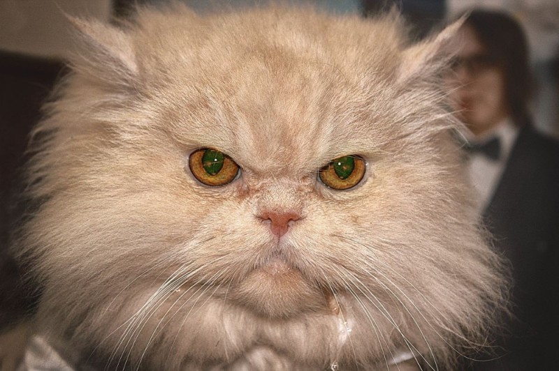 Создать мем: кошка, кот, персидский кот классический