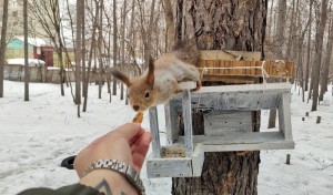 Create meme: squirrel in the Park, proteins, protein