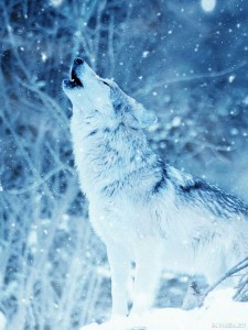 Создать мем: волк, белый волк зимой в лесу, волк в зимнем лесу
