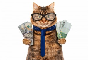 Create meme: cat money, cat accountant