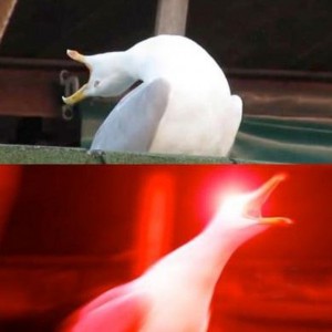 Create meme: screaming Seagull, meme Seagull, screaming Seagull meme original