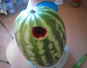 Create meme: varieties of watermelon, ripe watermelon, watermelon