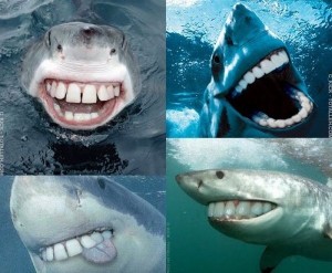 Create meme: shark with human teeth, shark shark, funny shark