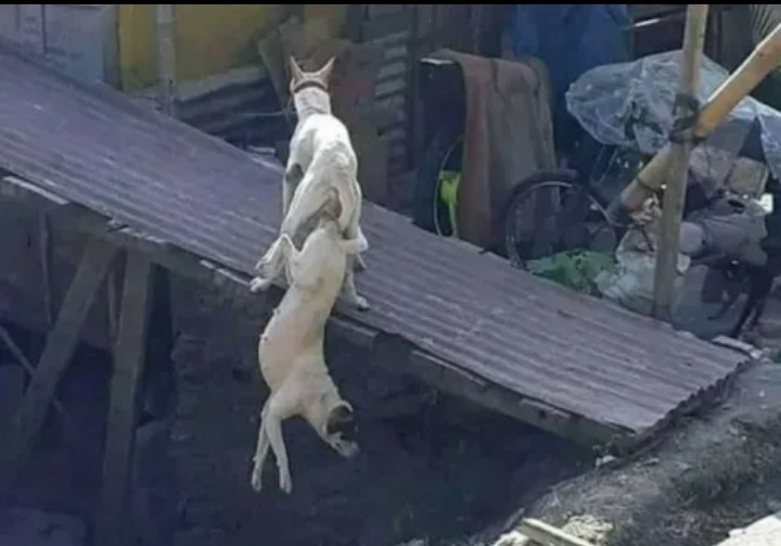 Create meme: a dog mating with a human, dog pet, The dog is stuck