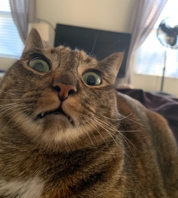 Create meme: stoned surprised cat, cat , the surprised cat 