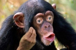 Создать мем: мир обезьян, обезьяны шимпанзе, обезьяна