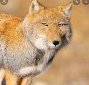 Создать мем: тибетская лиса профиль, монгольская лисица, тибетская лиса пофигист